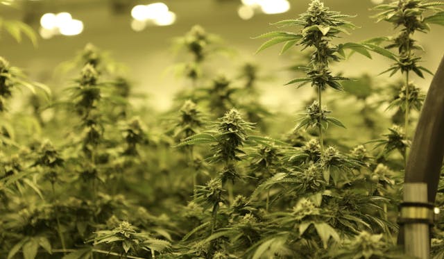 Die Partnerschaft zwischen Barney’s Farm und B-Real – was Cannabis-Fans erwarten können