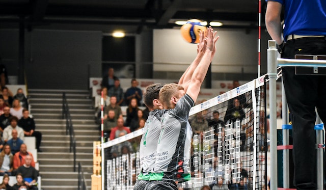 Löwen gegen Grizzlys